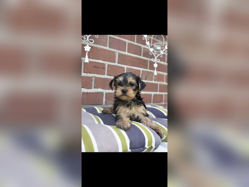 Yorkshire Terrier Welpen