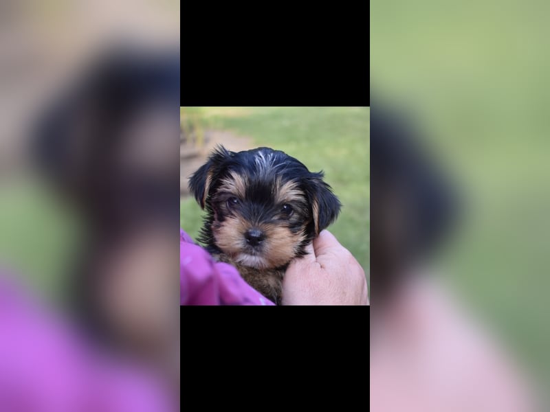 Yorkshire Terrier Welpen