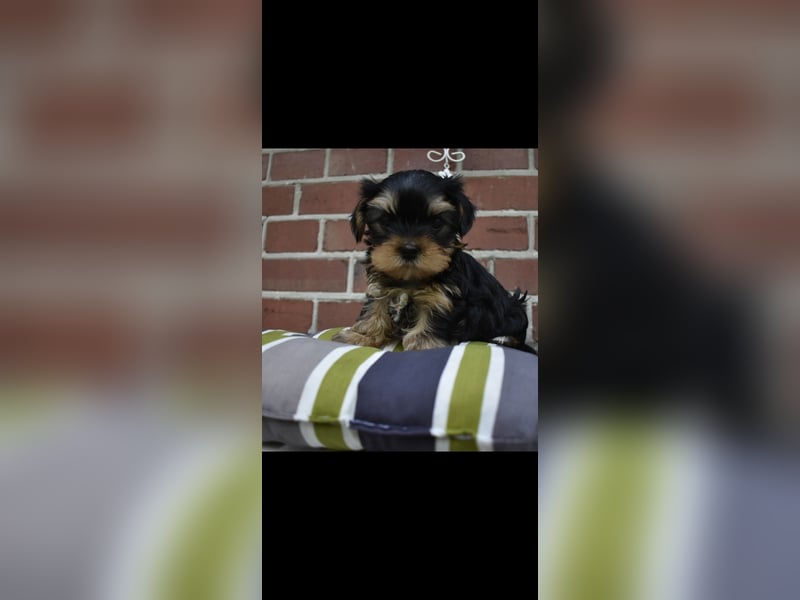 Yorkshire Terrier Welpen