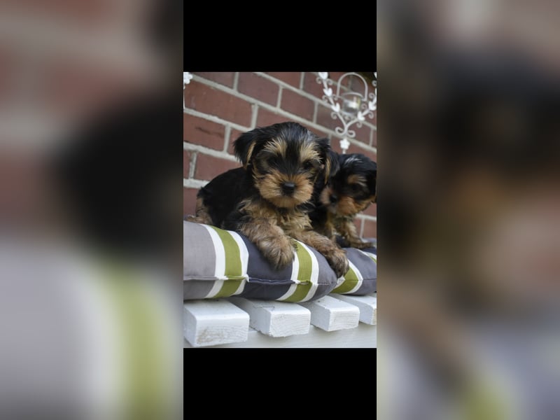 Yorkshire Terrier Welpen