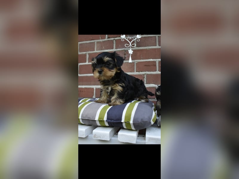 Yorkshire Terrier Welpen