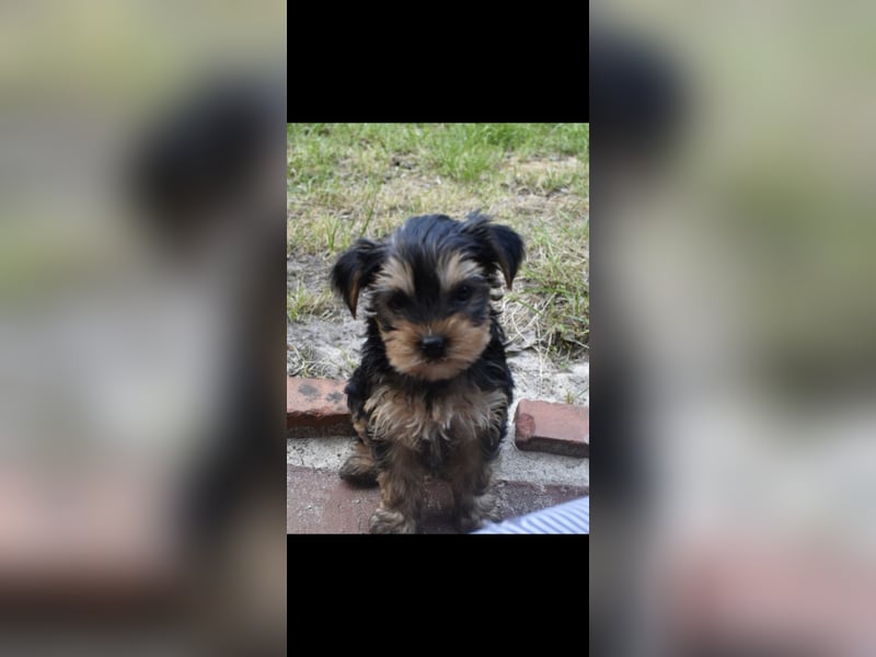 Yorkshire Terrier Welpen