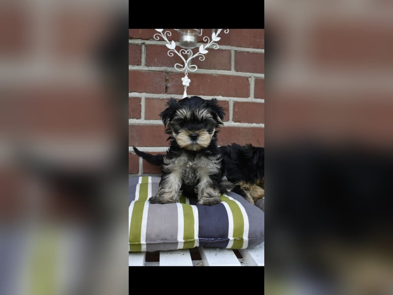 Yorkshire Terrier Welpen
