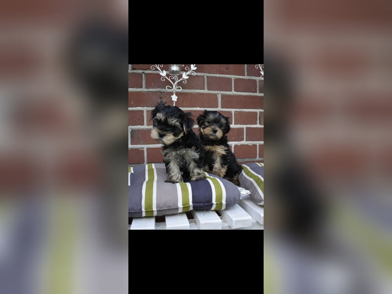 Yorkshire Terrier Welpen