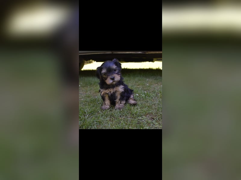 Yorkshire Terrier Welpen