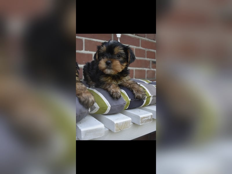 Yorkshire Terrier Welpen