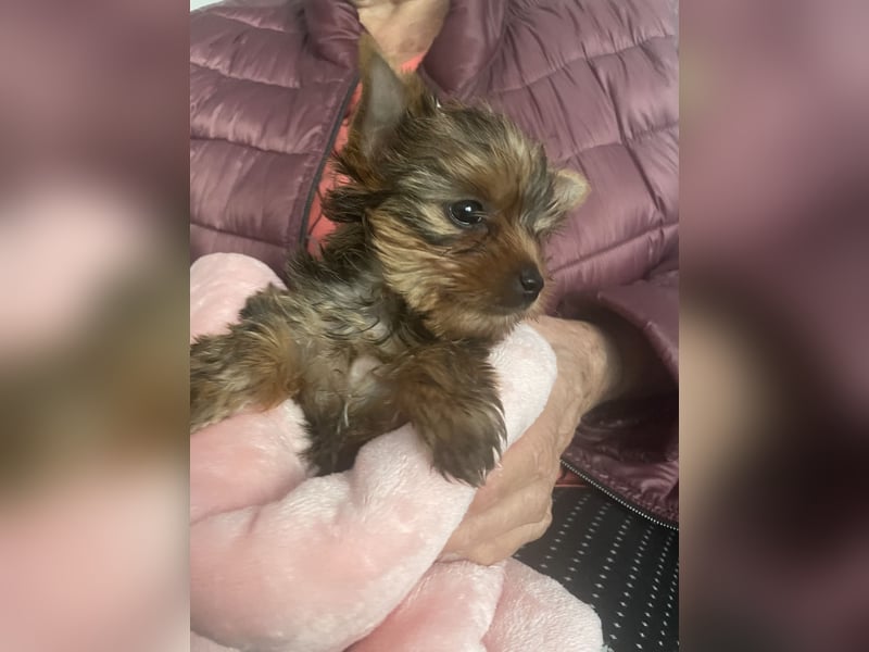 Ocean Pearl Yorkshire Terrier Hündin, Welpe, zu verkaufen.