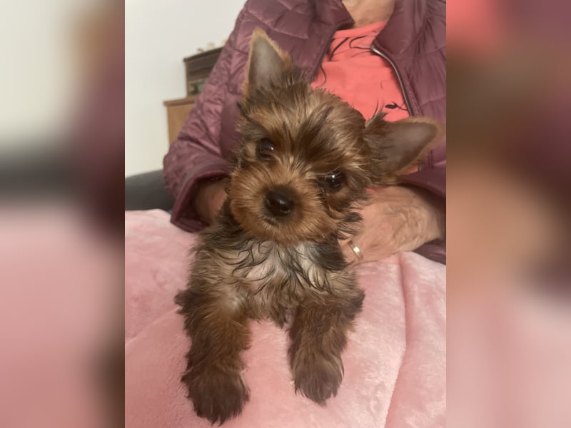 Ocean Pearl Yorkshire Terrier Hündin, Welpe, zu verkaufen.