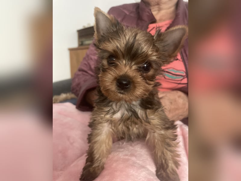 Ocean Pearl Yorkshire Terrier Hündin, Welpe, zu verkaufen.