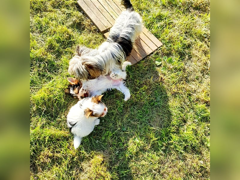 Biewer Yorkshire Terrier Welpe a la Pom Pon reinrassig Hündin