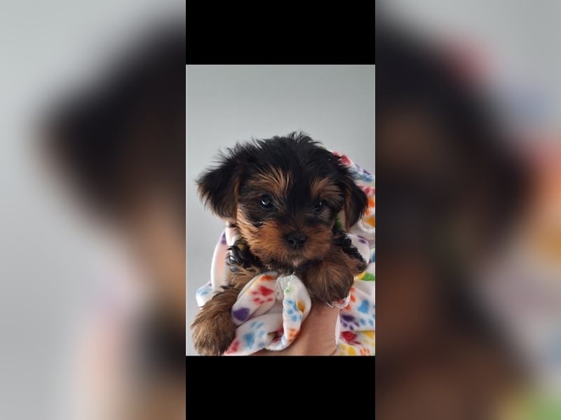 Yorkshire Terrier Welpe