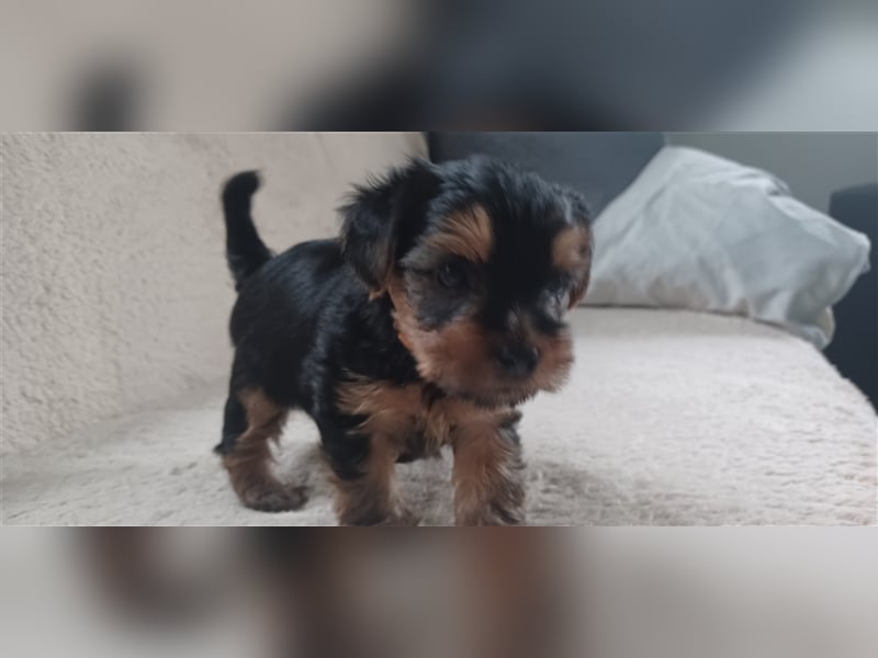 Yorkshire Terrier Welpe