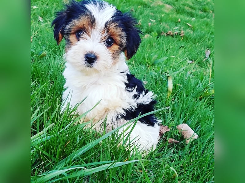 Yorkshire Terrier Yorkis Yorki Welpen Nähe Dresden in den Farben Biewer und blue and tan