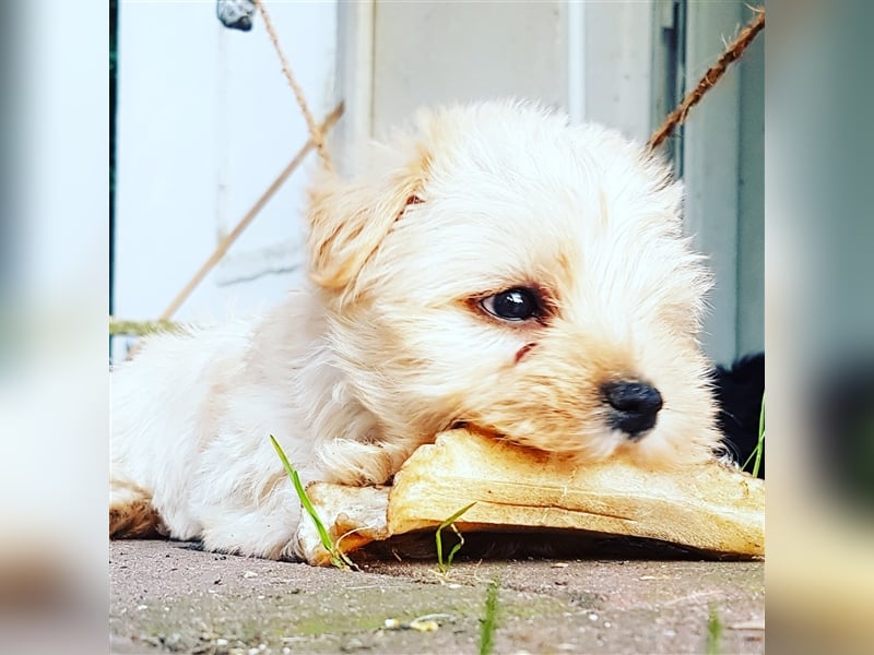 Yorkshire Terrier Yorkis Yorki Welpen Nähe Dresden in den Farben Biewer und blue and tan