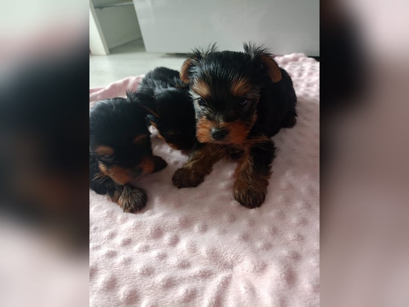 Yorkshire Terrier