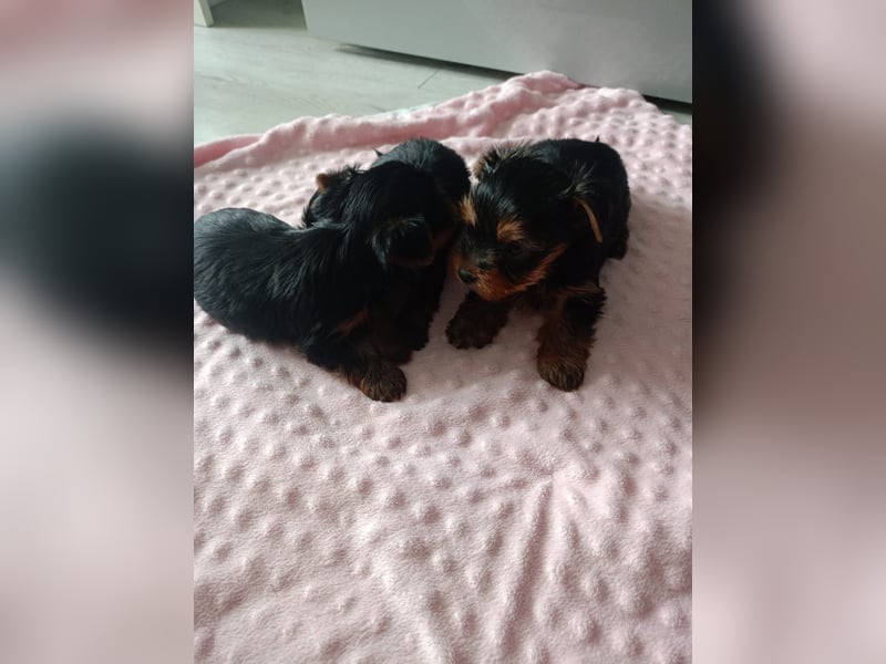 Yorkshire Terrier