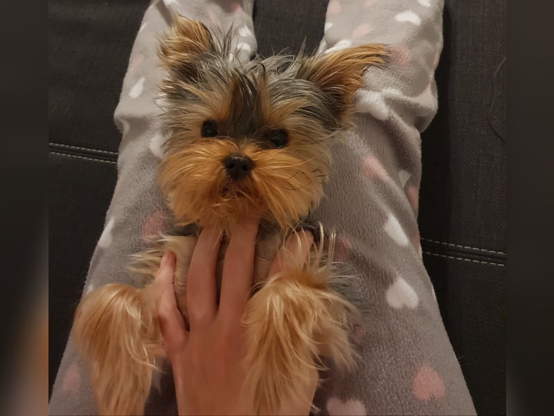 Yorkshire Terrier