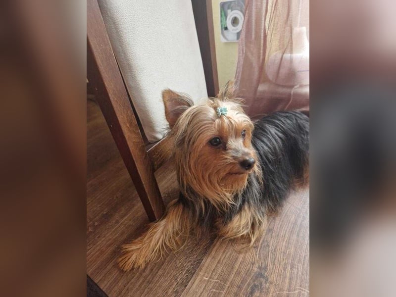 Yorkshire terrier