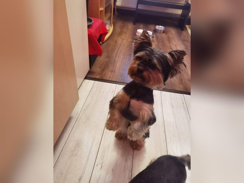 Yorkshire terrier
