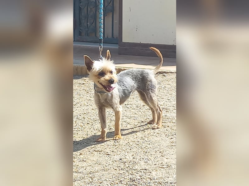Cleo, offen, freundlich, verträglich