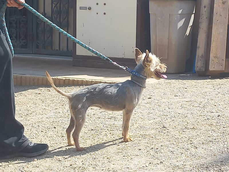 Cleo, offen, freundlich, verträglich