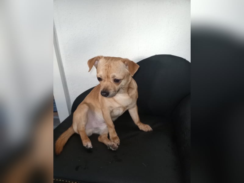 Süße Chorkie-Welpen black and tan & beige MIX !!!