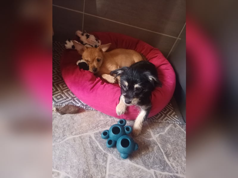 Süße Chorkie-Welpen black and tan & beige MIX !!!
