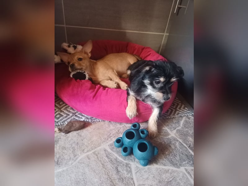 Süße Chorkie-Welpen black and tan & beige MIX !!!