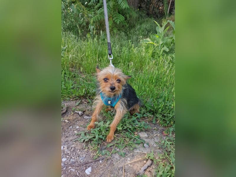 Yorkie Mädchen sucht Körbchen