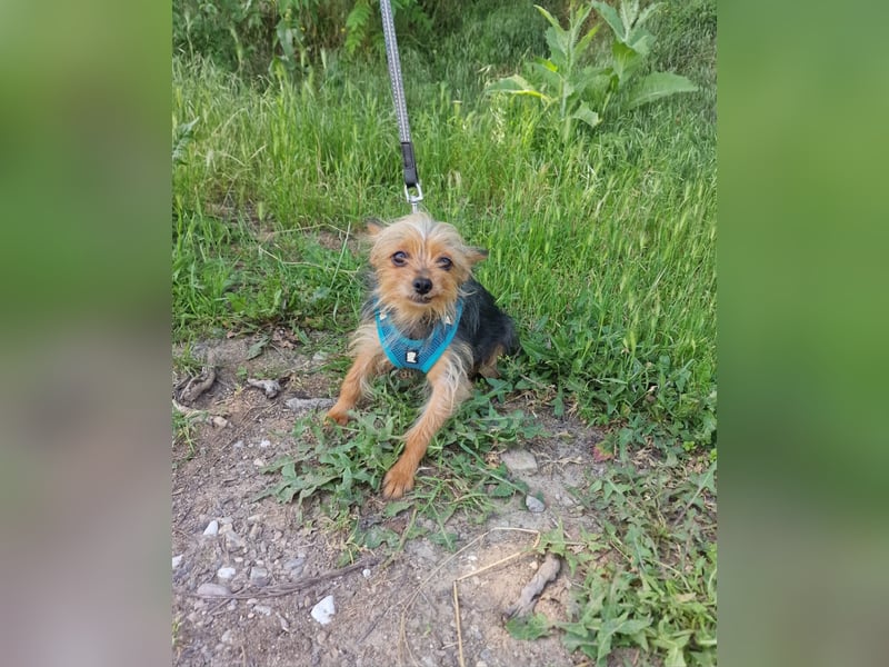 Yorkie Mädchen sucht Körbchen