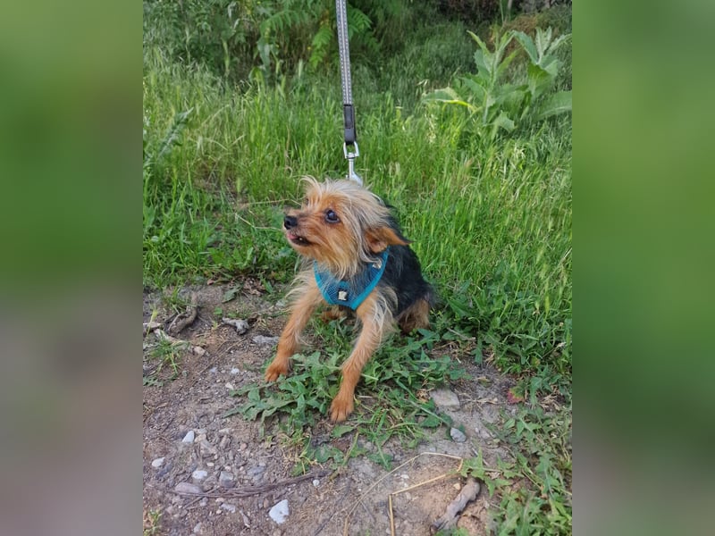 Yorkie Mädchen sucht Körbchen