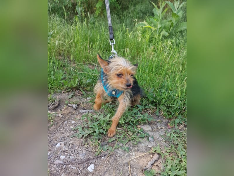Yorkie Mädchen sucht Körbchen