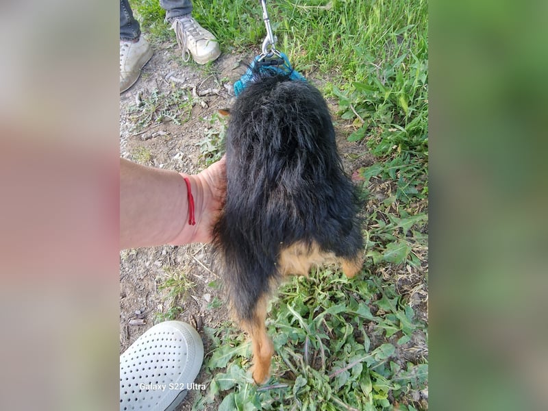 Yorkie Mädchen sucht Körbchen