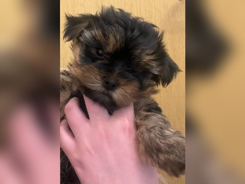 Yorkshire Terrier