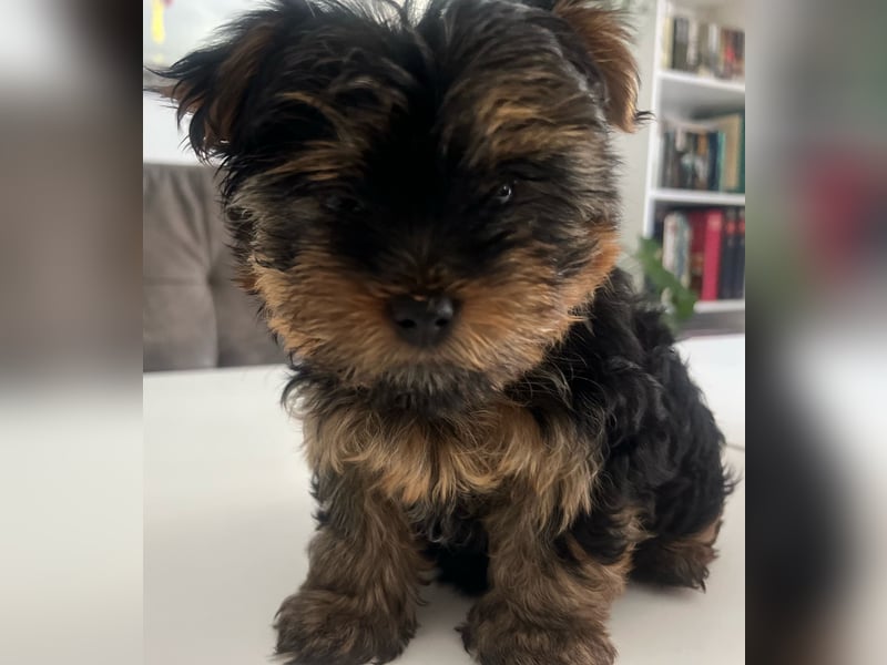 Yorkshire Terrier