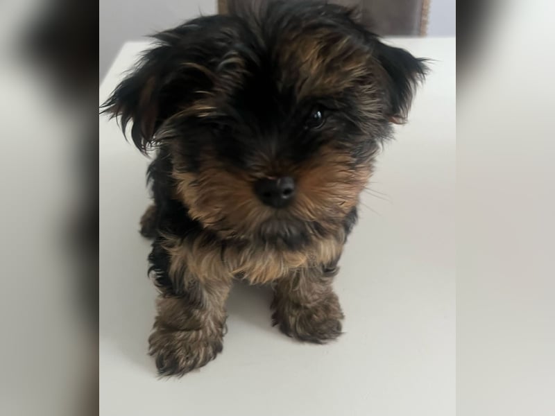 Yorkshire Terrier
