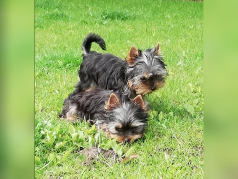 Yorkshire-Terrier Welpe Rüde sofort abgabebereit