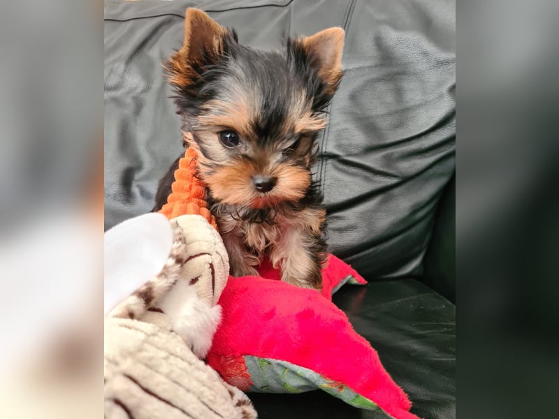 Yorkshire-Terrier Welpe Rüde sofort abgabebereit
