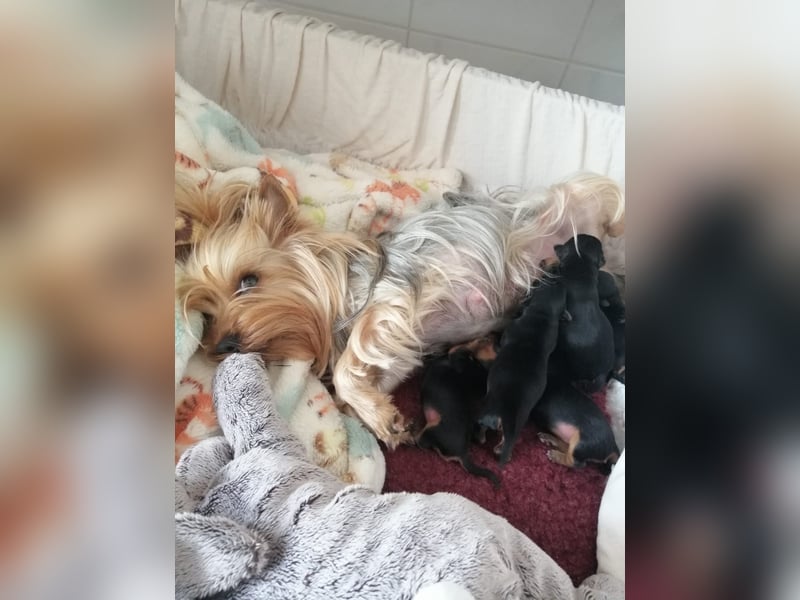 Yorkshire-Terrier Welpe Rüde sofort abgabebereit