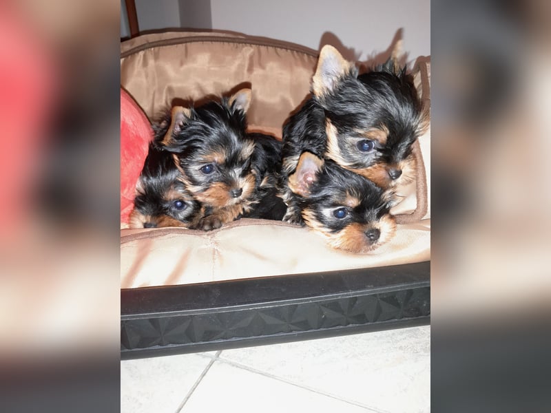 Yorkshire-Terrier Welpe Rüde sofort abgabebereit