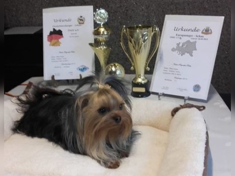 Yorkshire-Terrier Welpe Rüde sofort abgabebereit