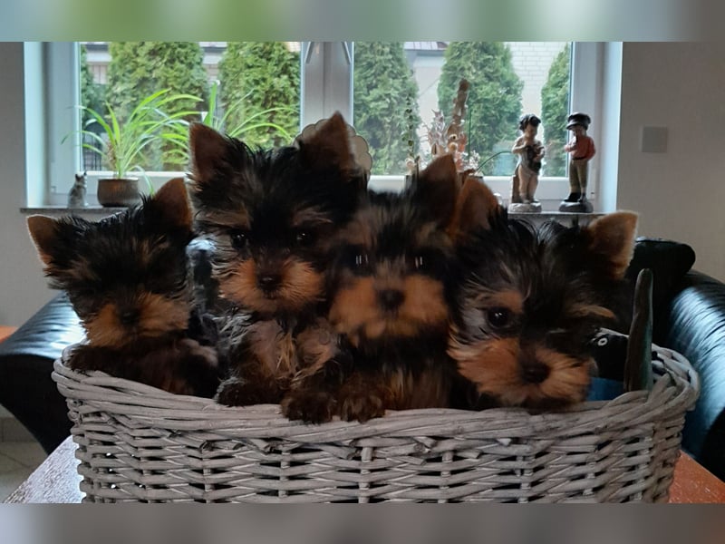 Yorkshire-Terrier Welpe Rüde sofort abgabebereit