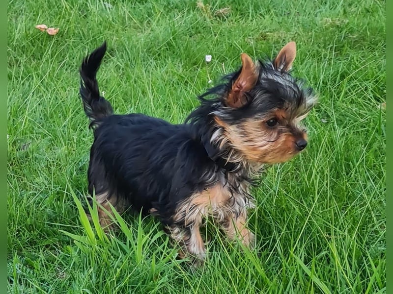 Yorkshire-Terrier Welpe Rüde sofort abgabebereit