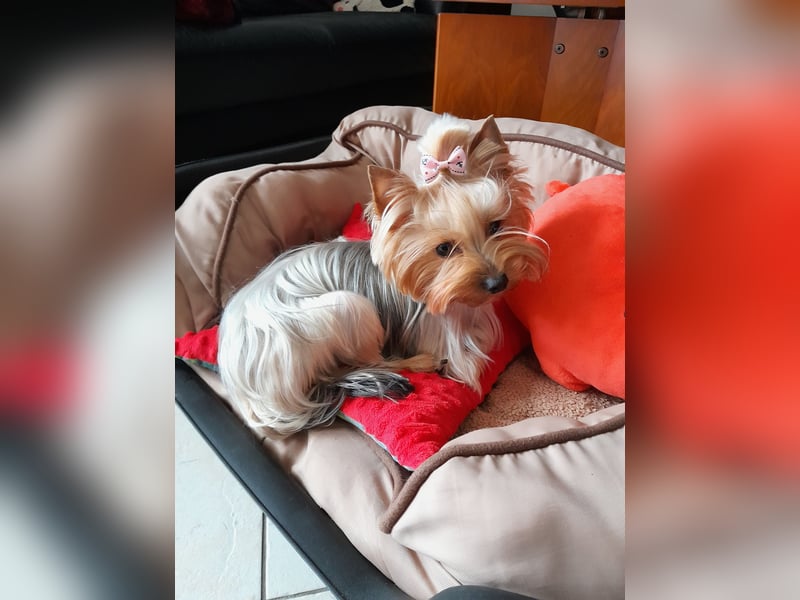 Yorkshire-Terrier Welpe Rüde sofort abgabebereit