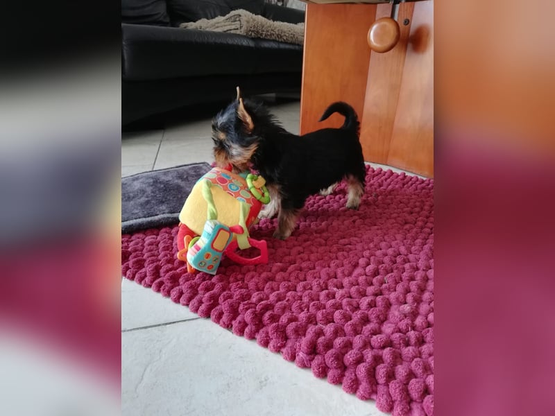Yorkshire-Terrier Welpe Rüde sofort abgabebereit