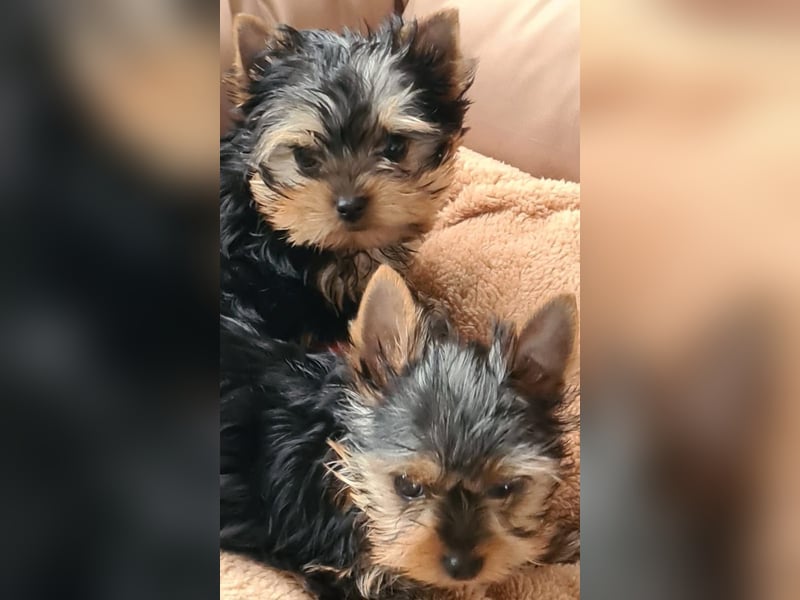 Yorkshire-Terrier Welpe Rüde sofort abgabebereit