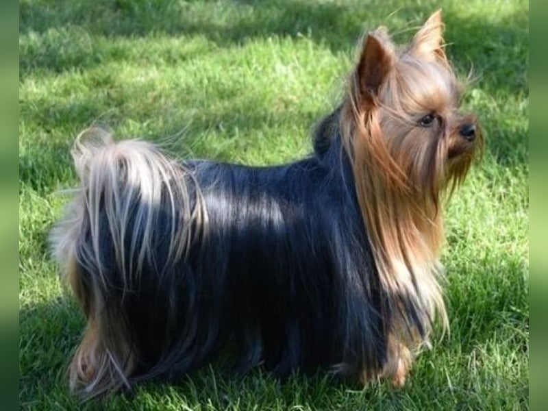 Yorkshire-Terrier Welpe Rüde sofort abgabebereit