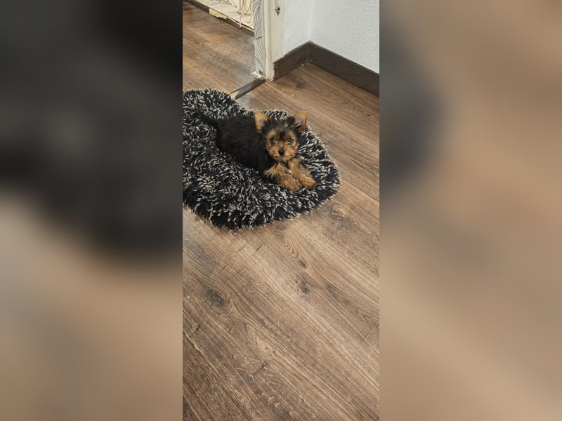 Yorkshire terrier