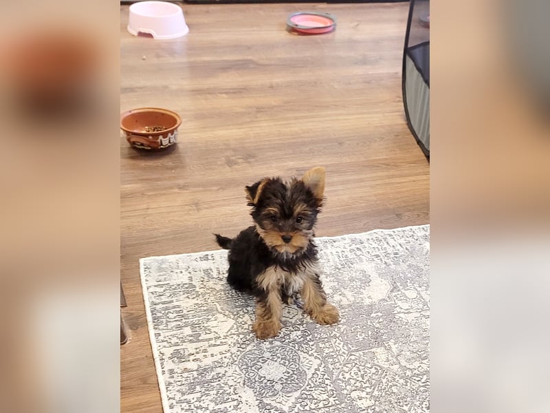 Yorkshire terrier