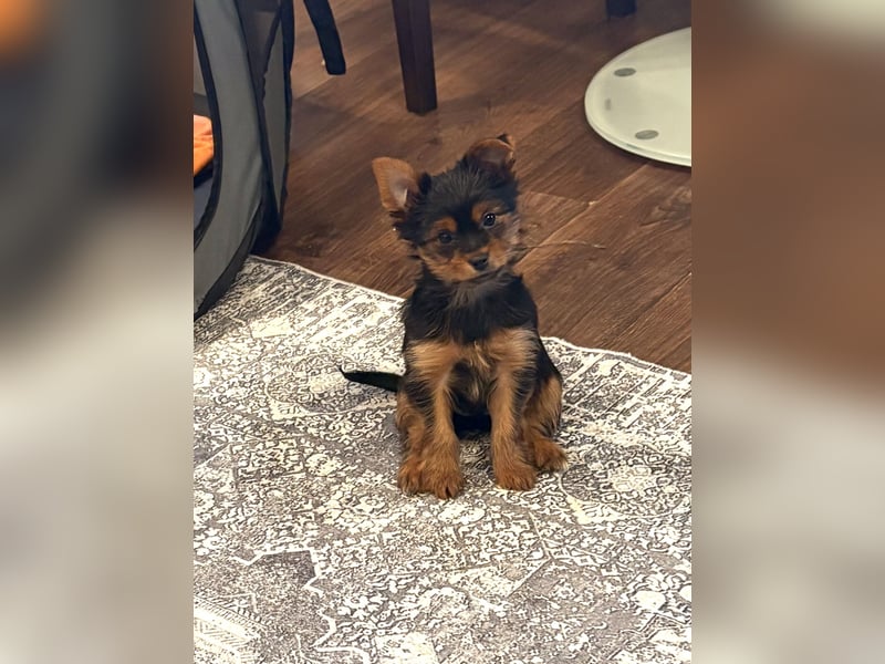 Yorkshire terrier
